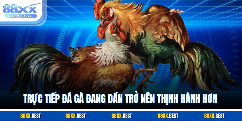 Trực tiếp đá gà đang dần trở nên thịnh hành hơn